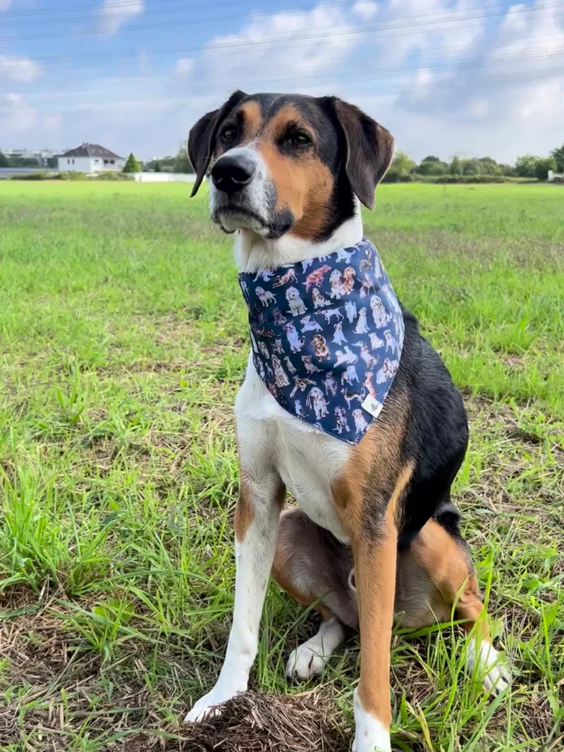 Hundehalstücher von Wrendale Designs